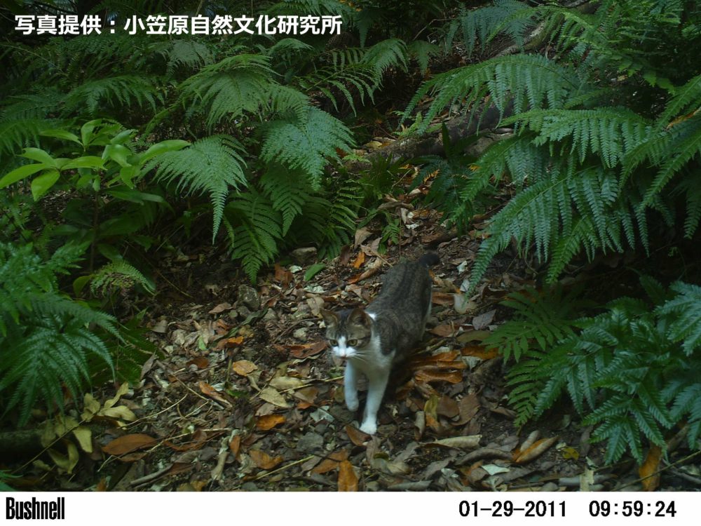 小笠原のノネコ