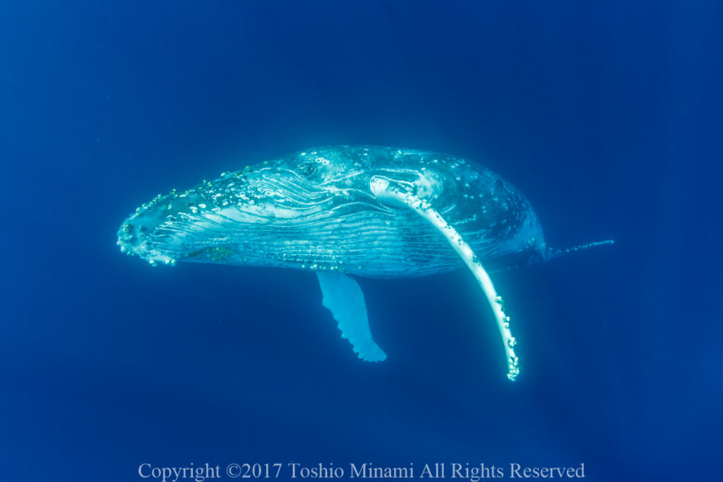 ダイバーの夢。ダイビング中にザトウクジラと遭遇できるかも！？