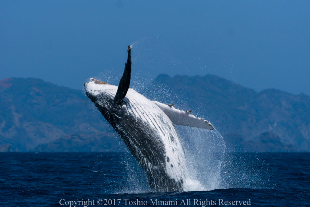ザトウクジラのブリーチング