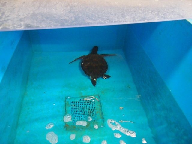 アオウミガメ記事2