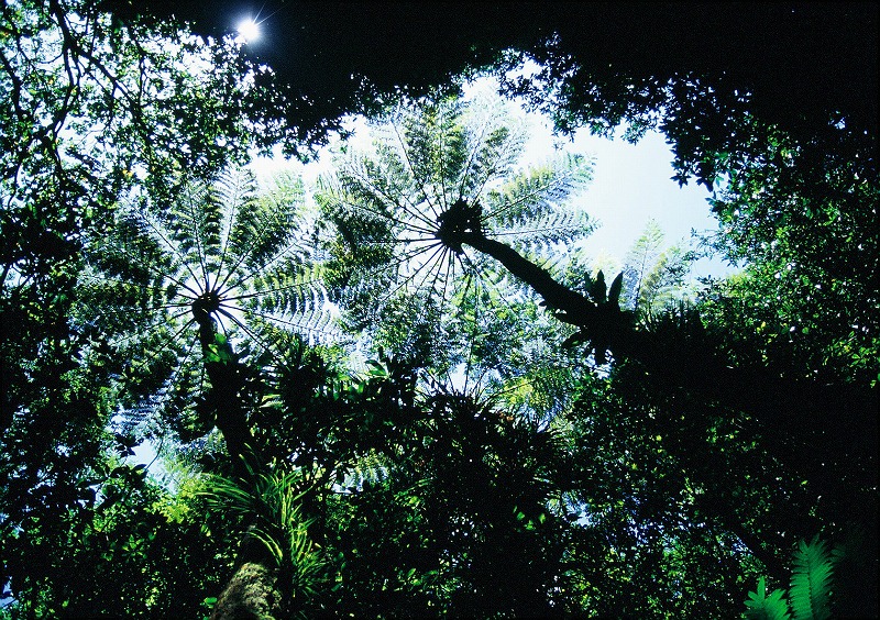 マルハチ