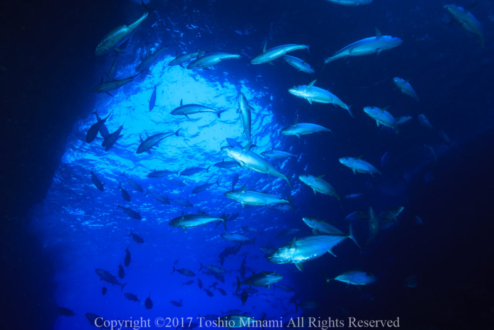 マグロ穴