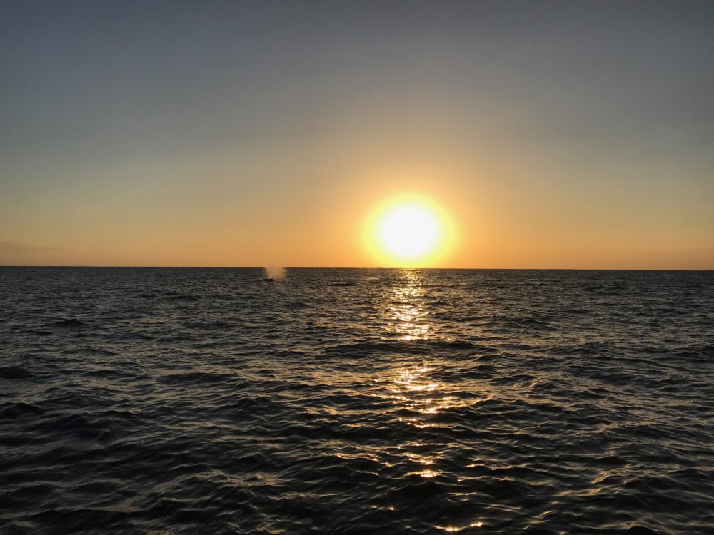 夕日とザトウクジラ