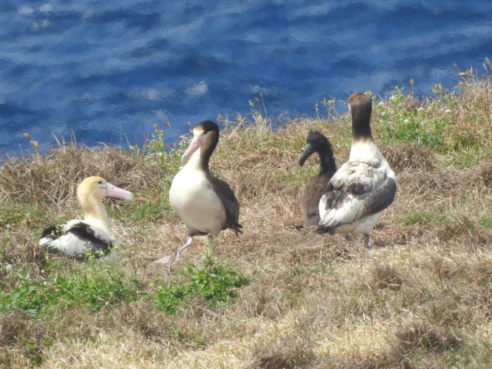 アホウドリ