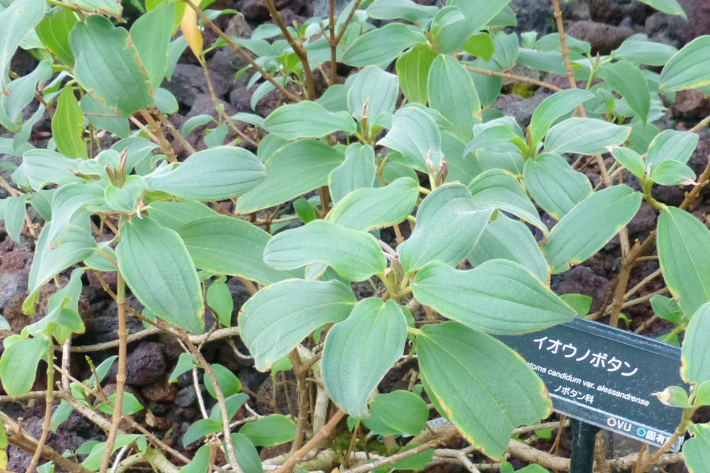 イオウノボタン
