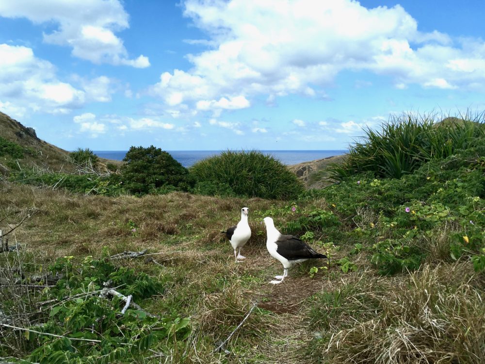 コアホウドリ