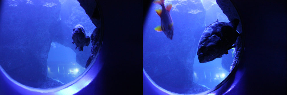 すみだ水族館