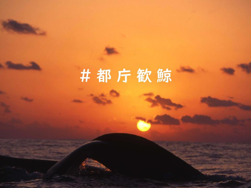 都庁歓鯨