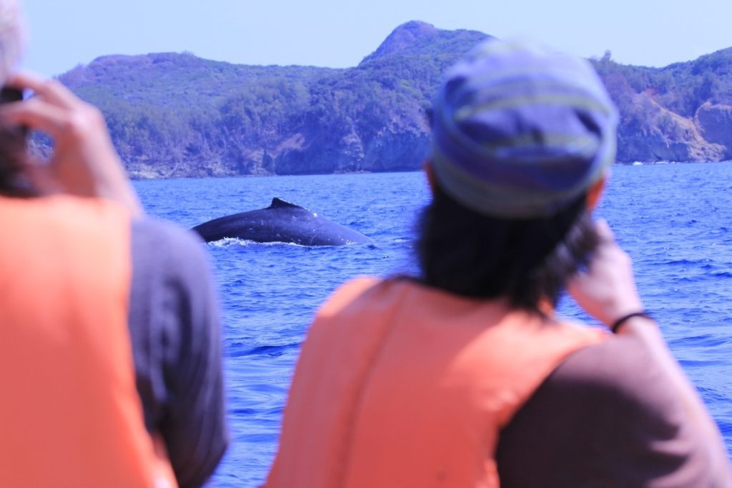 母島周辺にこんなにザトウクジラが！漁船でホエールウォッチング