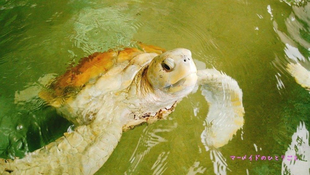 小笠原海洋センター09