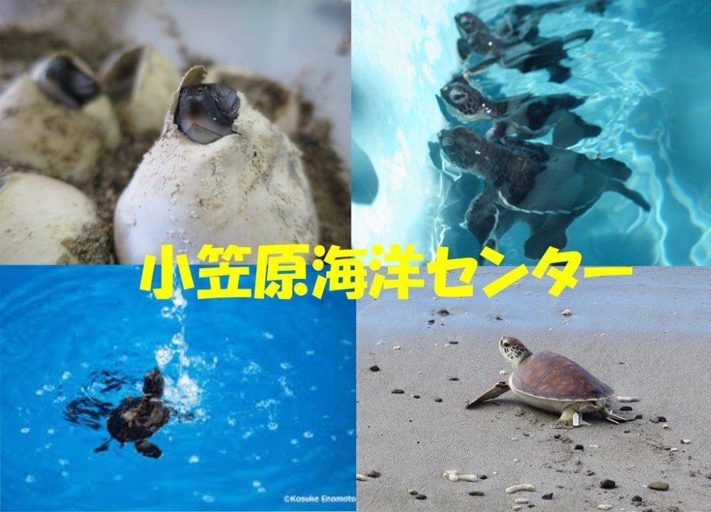 小笠原海洋センター11