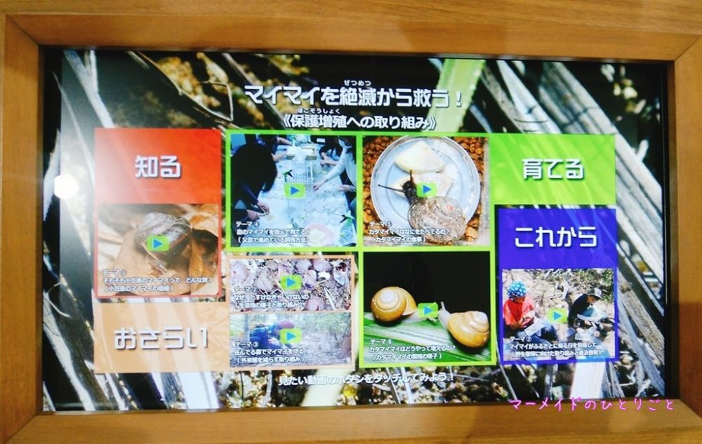 マイマイを絶滅から救う！