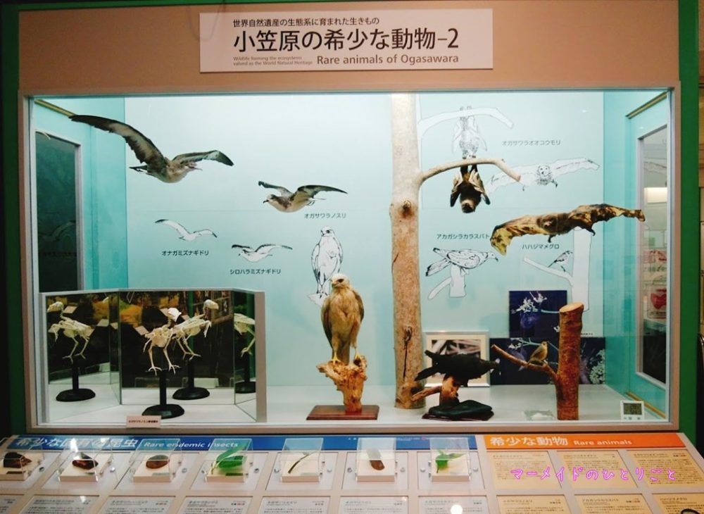 小笠原の希少な動物展示