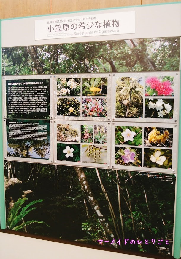 小笠原の希少な植物