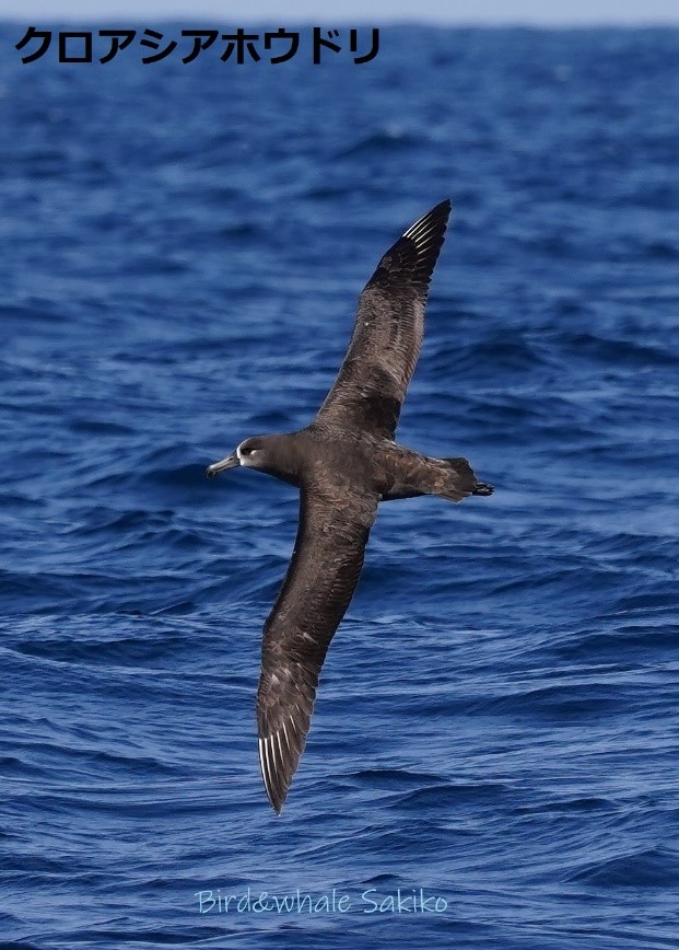 クロアシアホウドリ