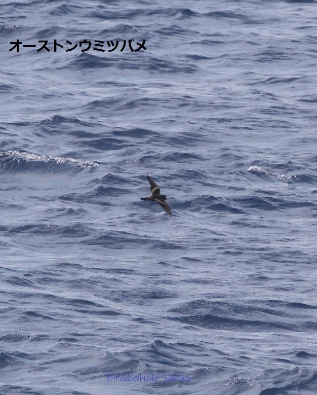 オーストンウミツバメ