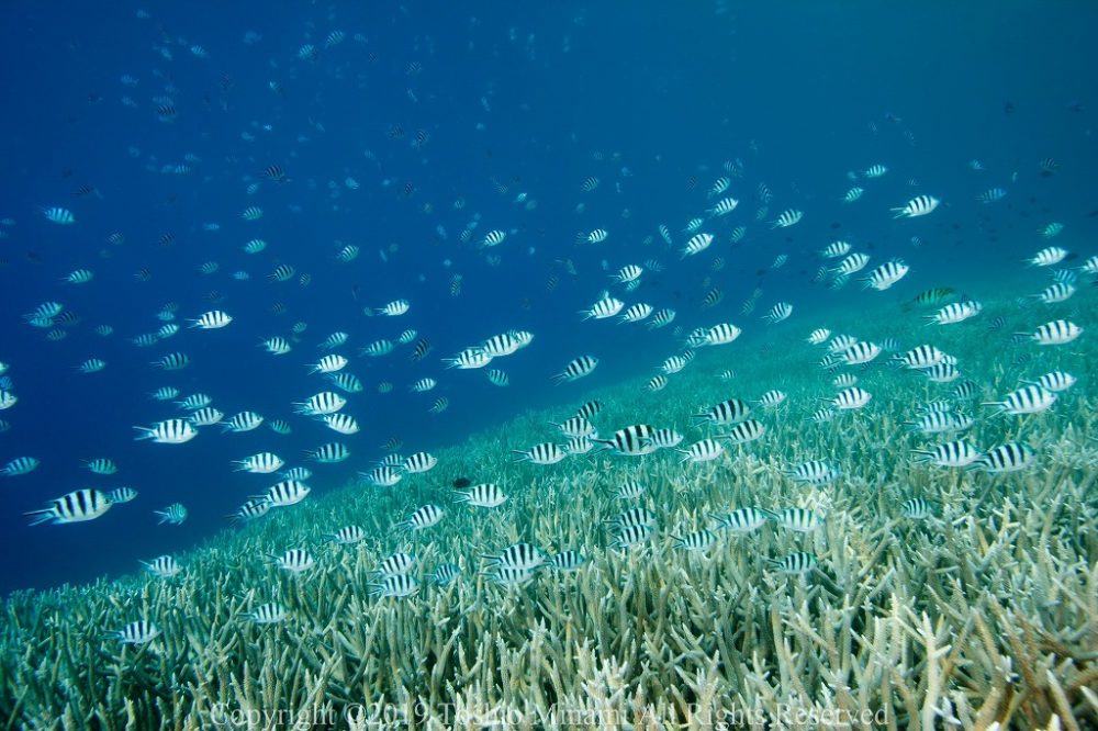 製氷海岸08
