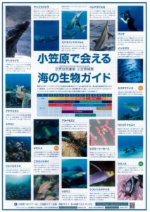海の生き物ガイド表紙JPEG