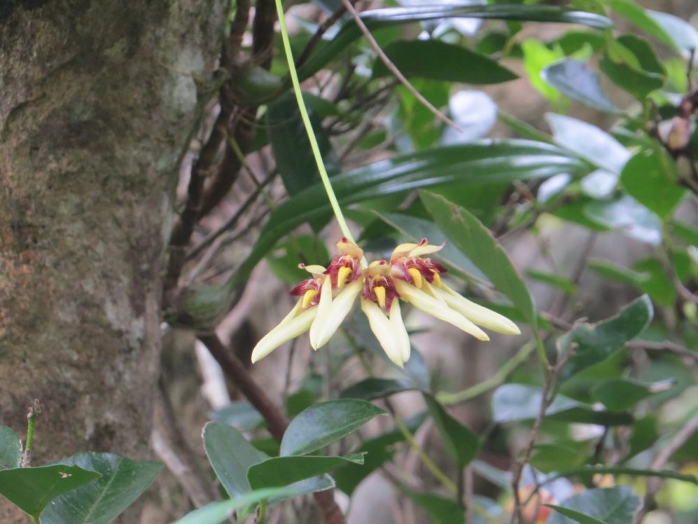 オガサワラシコウランの花